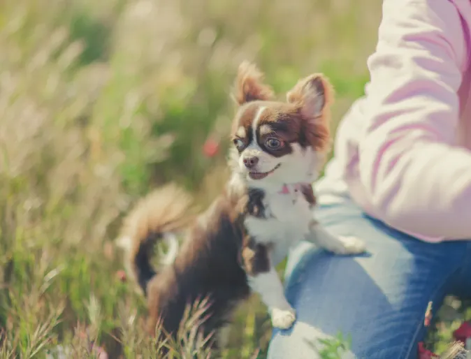 Chihuahua leaning up on persons leg in a field